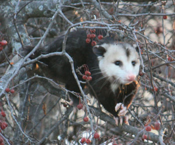 Possum
